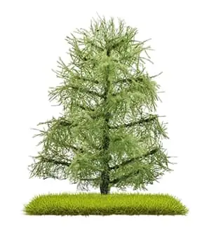 2 Lärchen Sommer 80 mm -1 87/1 160/1 120- | Sparangebot