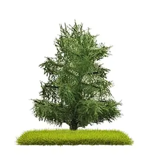 2 Fichten 80 mm -1 87/1 160/1 120- - Angebot